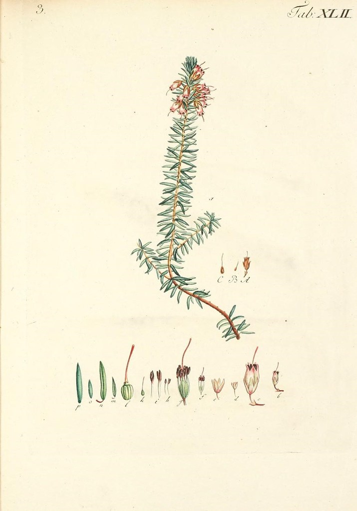 branch and sprouts illustration