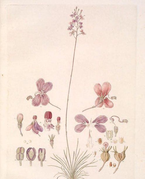 Illustration of a genera [plant groups] described in the Prodromus of the flora of New Holland from the Flora of New Holland_ Biodiversity Heritage Library in Flickr